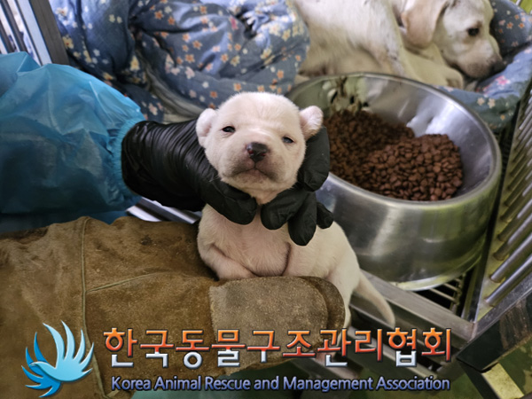 한국동물구조관리협회_441392202400334